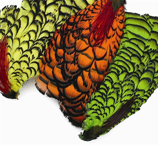 Amherst Pheasant Complete Head #1